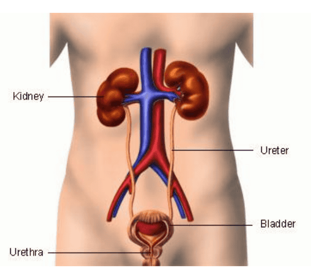 Illustration of the human urinary system showing kidneys, ureters, bladder, and urethra with labeled parts.